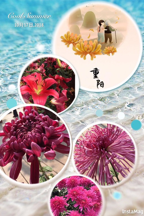 九九游园秋光好，花海漫步暖重阳